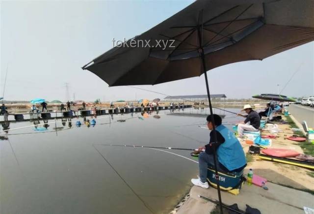 “巨物钓场”背后的青鱼养殖与垂钓经济深度剖析